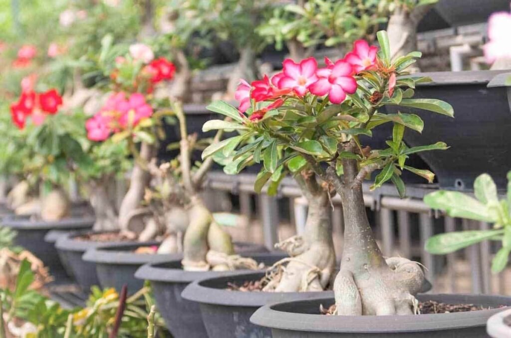 Menanam Adenium Obesum (Kamboja Jepang) bisa jadi pilihan untuk menyalurkan hobi selama pandemi virus Corona