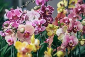 tips menanam anggrek